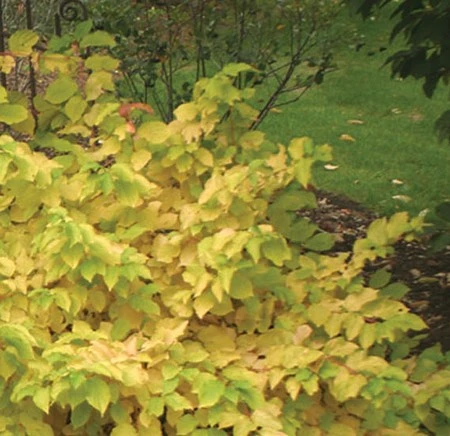 Arctic Sun® Cornus Sanguinea - Cato - Red Twig Dogwood- 4" Pot - Proven Winners 4 Arctic Sun® Cornus Sanguinea - Cato - Red Twig Dogwood- 4" Pot - Proven Winners - Image 4