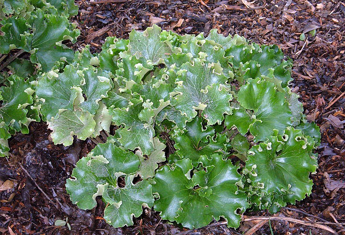 Crested Leopard Plant - Farfugium Crispata - 5" Pot 1 Crested Leopard Plant - Farfugium Crispata - 5" Pot
