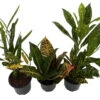 Croton Plant Assortment - 3 Pack In 4" Pots