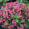Snippet® Dark Pink Weigelia - Proven Winners - 4" Pot