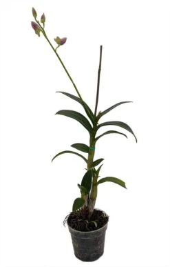 Dendrobium Orchid - 4" Pot - Assorted Colors - Easy To Grow Indoors -Plant Shop dendrobiumorch4inbloom 88186.1670614902
