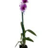 YaYa Victoria Dendrobium Orchid - 2" Pot - Collector Orchids
