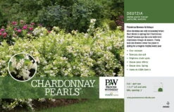 Chardonnay Pearls® Deutzia Gracilis 'Duncan' - 4" Pot - Proven Winners -Plant Shop deutziachardonnaypearlhr1 86248.1615344575