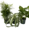 Dorm Room Plant Collection - Parlor Palm/Spider Plant/Pothos - 3 Pack In 4" Pots