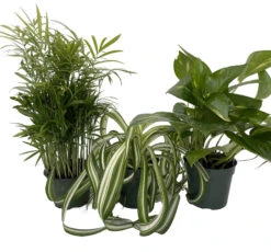Dorm Room Plant Collection - Parlor Palm/Spider Plant/Pothos - 3 Pack In 4" Pots