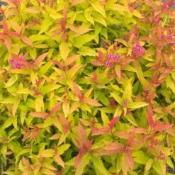 Double Play® Gold Spiraea - 4" Pot