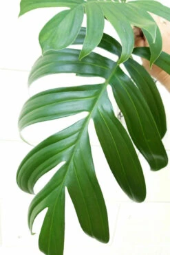 SALE - Dragon Tail Philodendron - Rhaphidorphora Decursiva - 6" Hanging Basket -Plant Shop dragontailrhaph 78306.1692990112