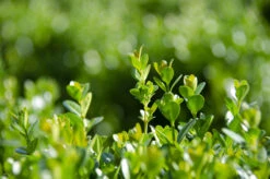 NEWGEN FREEDOM® Boxwood - 4" Pot - Buxus - Indoors Or Out -Plant Shop dsc 1478 52757.1648736589