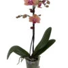 Elegance Moth Orchid Plant - Phalaenopsis - Easy House Plant - 3" Pot