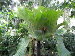 Angola Staghorn Fern - Platycerium Elephantotis - 4" Pot - Collector's Series -Plant Shop elephantstagmature 55814.1690932463