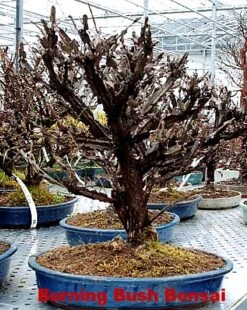 Fire Ball® Euonymus Alatus 'Select' - Burning Bush - Proven Winners- 4'' Pot -Plant Shop euonymusfireball2 76329.1615344455