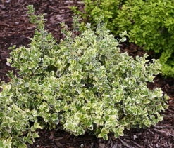 White Album™ Euonymus - Proven Winners - Great Evergreen Groundcover - 4" Pot -Plant Shop euonymuswhitealbum1 32523.1615344525