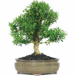NEWGEN FREEDOM® Boxwood - 4" Pot - Buxus - Indoors Or Out -Plant Shop fa2b4c5f 0f3d 4a38 8b80 3c450f0db76c 1.69ae5a168ce7b62a5f97902ce7803d86 34238.1648736588