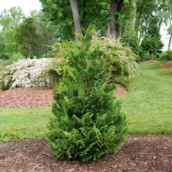 CEDAR RAPIDS™ False Cypress -Chamaecyparis Pisifera - Proven Winners - 4" Pot -Plant Shop false cypress cedar rapids 1 74920.1675732056