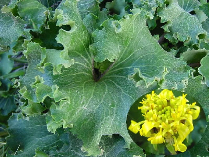 Crested Leopard Plant - Farfugium Crispata - 5" Pot 2 Crested Leopard Plant - Farfugium Crispata - 5" Pot - Image 2