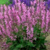 Moulin Rouge - Salvia Fashionista® - Gallon Pot - Meadow Sage