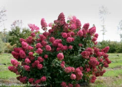 FIRE LIGHT® Hydrangea Paniculata - 4" Pot - Proven Winners -Plant Shop fire light hydrangea 2 0 53959.1615344560