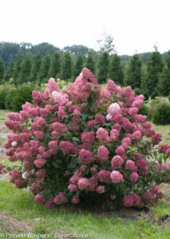 FIRE LIGHT® Hydrangea Paniculata - 4" Pot - Proven Winners -Plant Shop fire light hydrangea 3 90162.1615344561