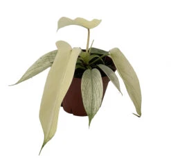 Rare Florida Ghost Philodendron - 4" Pot - Collector's Series -Plant Shop flghost4 41822.1692019217