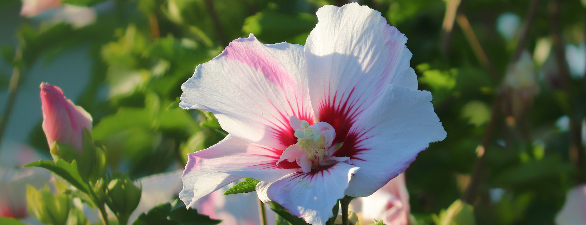 Plant Shop -Plant Shop flower 5476092 1920