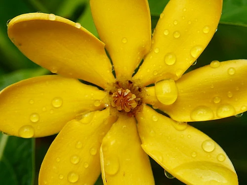 Rare Golden Gardenia Tubifera - Changes Color From Ivory/Yellow/Gold - 4" Pot 1 Rare Golden Gardenia Tubifera - Changes Color From Ivory/Yellow/Gold - 4" Pot