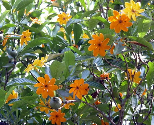 Rare Golden Gardenia Tubifera - Changes Color From Ivory/Yellow/Gold - 4" Pot 2 Rare Golden Gardenia Tubifera - Changes Color From Ivory/Yellow/Gold - 4" Pot - Image 2