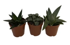 Rare Glass Haworthia Collection 3 Plants - Easy To Grow - 2" Pots