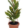 Gold Dust Croton - 4" Mini Hanging Basket - Colorful House Plant