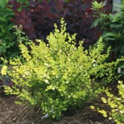 CESKY GOLD® - Golden Treasure Dwarf Birch - 4" Pot - Betula - Proven Winners