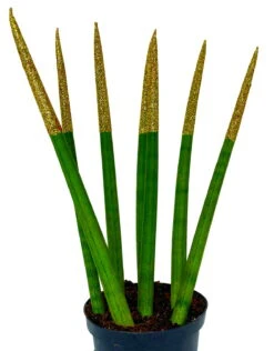 Make-Upz Glitter Gold Bamboo Shoots Snake Plant - Sansevieria - 6" Pot -Plant Shop goldtipssna1k 52390.1690831070