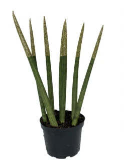 Make-Upz Glitter Gold Bamboo Shoots Snake Plant - Sansevieria - 6" Pot