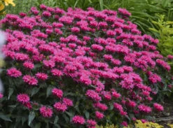 Sugar Buzz® Grape Gumball Bee Balm - Monarda - Gallon Pot