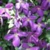 Happy Jack® Purple Clematis - 4" Pot - Proven Winners