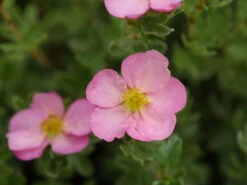 HAPPY FACE HEARTS® Potentilla - 4" Pot - Proven Winners