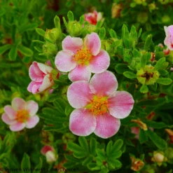 Pink Paradise Happy Face ® Bush Cinquefoil - Potentilla-Proven Winners-4" Pot
