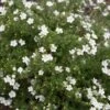 White Happy Face® Bush Cinquefoil - Potentilla - Pure White - Proven Winners