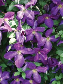 Happy Jack® Purple Clematis - 4" Pot - Proven Winners -Plant Shop happyjack 87452.1615344820