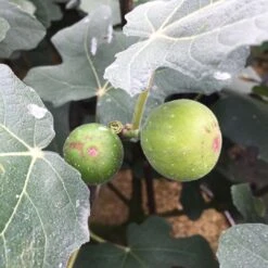 ‘Chicago Hardy’ Fig - Ficus Carica - 4" Pot -Plant Shop hardychicago 94066.1678981546