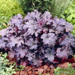 'Plum Pudding' Coral Bells - Heuchera - Fragrant - Shade Perennial - Gallon Pot
