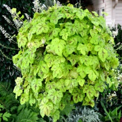 Yellowstone Falls Heucherella - Shade Perennial - Gallon Pot
