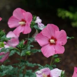 Paraplu Rouge™ Hibiscus - Rose Of Sharon - Proven Winners - 4" Pot