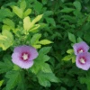PARAPLU ADORNED™ - Rose Of Sharon - Hibiscus Syriacus - Proven Winners - 4" Pot