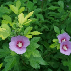 PARAPLU ADORNED™ - Rose Of Sharon - Hibiscus Syriacus - Proven Winners - 4" Pot
