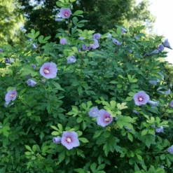 PARAPLU ADORNED™ - Rose Of Sharon - Hibiscus Syriacus - Proven Winners - 4" Pot -Plant Shop hibiscus paraplu adorned p1207520 800x800 22f5791 08145.1687295339