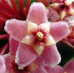 Indian Hindu Rope Plant - Hoya Carnosa Compacta - 6" Pot -Plant Shop hinduropeplant1 48029.1594487500