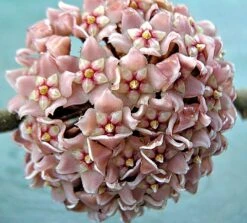 Indian Hindu Rope Plant - Hoya Carnosa Compacta - 6" Pot -Plant Shop hinduropeplant2 10774.1594487500