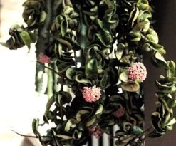 Indian Hindu Rope Plant - Hoya Carnosa Compacta - 6" Pot -Plant Shop hinduropeplant 74011.1594487500