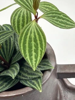 Creative Ceramic Planter With Saucer & Live Peperomia Plant 6 Creative Ceramic Planter With Saucer & Live Peperomia Plant -Plant Shop hirtcoffee444 58700.1693163957