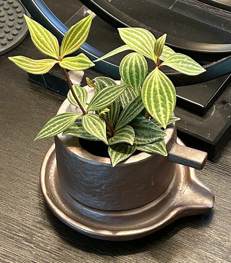 Creative Ceramic Planter With Saucer & Live Peperomia Plant 2 Creative Ceramic Planter With Saucer & Live Peperomia Plant - Image 2