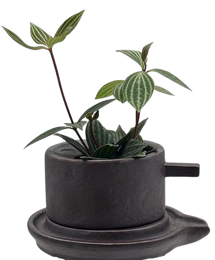 Creative Ceramic Planter With Saucer & Live Peperomia Plant 1 Creative Ceramic Planter With Saucer & Live Peperomia Plant